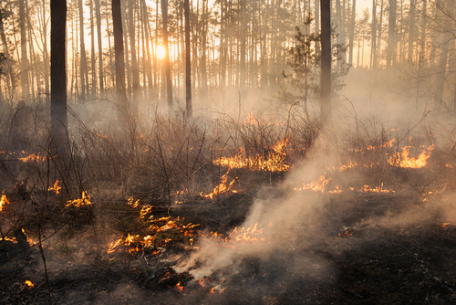 Wald mit lodernden Flammen