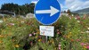 Nahaufnahme der Bienenweide an der Kreisverkehrs-Mittelinsel in Tiefgraben mit Richtungspfeil und dem Schild „Hier wächst eine Bienenweide“.