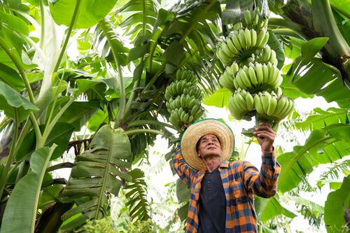 Mann pflückt in einer Plantage Bananen