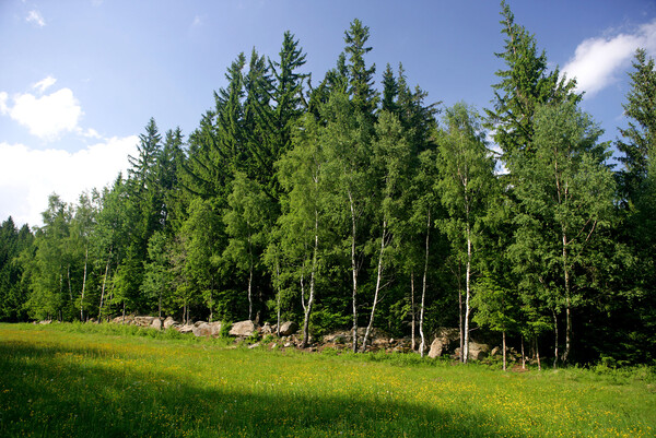 Eine Wiese mit Mischwald im Hintergrund.