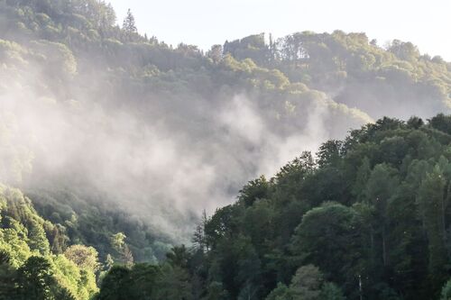 Waldbrand in einem Wald im Bezirk Eferding: Waldbäume und aufsteigender Rauch 