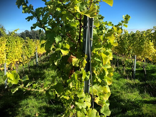 Rebstock in einem Weinberg in St. Florian bei Linz