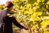 Agrar-Landesrätin Michaela Langer-Weninger spaziert durch einen Weingarten.