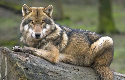 Ein Wolf sitzt liegend auf einem gefällten Baumstamm.