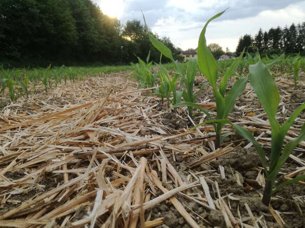 Maisfeld mit Mulchschicht