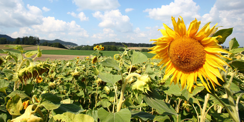 Sonnenblumenfeld